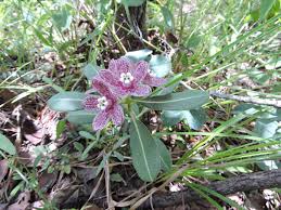 Image result for Glossostelma