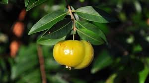 Bienvenidos seáis a una nueva entrada de la fruta loca sobre una fruta llamada guaviroba. En Misiones Hay 100 Especies Frutales Comestibles Primera Edicion