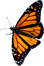 Playpen Of Graphics Cubit Playpen Of Graphics Butterflies Transparent Background Png Files Transparent Background Butterfly Template Butterfly