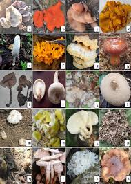 Some Of The Wild Edible Mushrooms Of Nagaland A