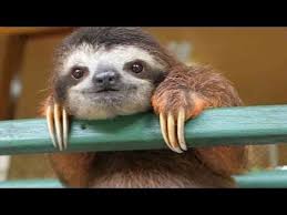 We're pretty sure baby sloth bath time is the best time of the day, especially when there's a tasty hibiscus flower in it as a reward. Cute Baby Sloth Rescue Cute Baby Sloths Baby Sloth Cute Sloth