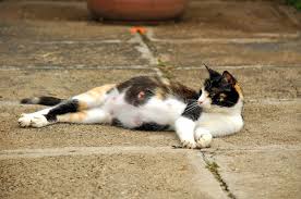 For example, certain breathing problems and coughing are surprisingly uncommon; Mammary Cancer Often Spreads Catwatch Newsletter