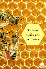 Wer in seinem garten der imkerei nachgehen möchte, sollte vorab einige fragen klären. Warum Bienen Im Garten Sinnvoll Sind Bienen Garten Bienenfreundliche Pflanzen