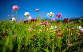 341 likes · 1 talking about this · 2 were here. Flower Hd Wallpaper Background Image 1920x1200