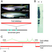 Transposon tools and methods in zebrafish