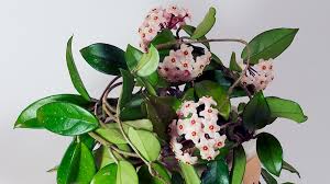 Image result for hoya plant flower