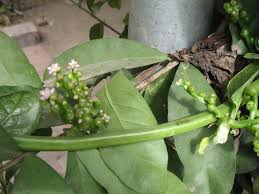 Image result for Basella