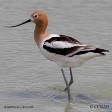 Identification Water Birds Of Colorado Avocet Google Search Odd Long Legged Bird Note The Beak Points Up Spotted In Sawhill Ponds Boulder May 5 2013 Avocet Shorebirds Birds
