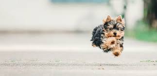 Maybe you would like to learn more about one of these? Welcome To Park Animal Hospital Your Simi Valley Veterinarians