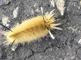 Black And Yellow Striped Caterpillar Identification Image Result For Florida Caterpillar Identification Chart Milkweed Image Caterpillar
