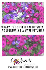 Pamela dapples from arizona now on may 07, 2010: How Is A Supertunia Different Than A Wave Petunia Wave Petunias Petunias Petunia Flower
