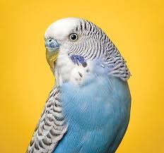 Visit the reynoldsburg, oh pet supplies plus neighborhood pet store near you. Cockatiel Care Sheet Supplies Guide