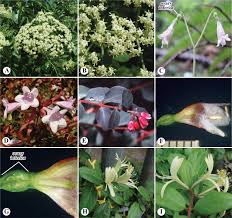 Classification of flowers based on position of ovary. Dipsacales An Overview Sciencedirect Topics