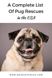 Maybe you would like to learn more about one of these? Pug Rescue Va Md Dc Adopt Pug Dogs In Virginia