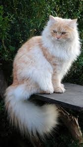 Deutsch Langhaarkater Meander Meander Ist Ein Deutsch Langhaar Kater Aus Der Zucht Von Germangora Deutsch Langha In 2020 Long Haired Cats Cute Cats Gorgeous Cats