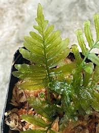 Image result for Trichomanes