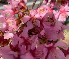 Maybe you would like to learn more about one of these? Does Lowes Sell Cherry Blossom Trees