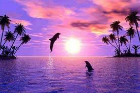 Dolphins With A Purple Sunset Paysages Tropicaux Coucher De Soleil Dauphin