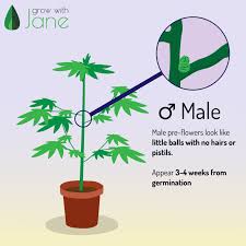 All in all, a female plant will have two bracts and long tendrils that mature, and will produce hairy stigmas that catch pollen. Identify Male Female And Hermaphrodite Cannabis Plants