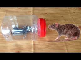 How To Make A Simple Coat Hanger Humane Mousetrap That Works Youtube Mouse Trap Diy Rat Traps Homemade Mouse Traps