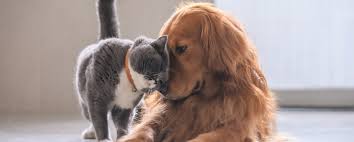 Translation dictionary english dictionary french english english french spanish english english spanish: Top Veterinary Clinics In The South With Exceptional Staff