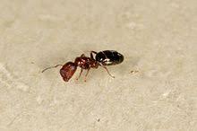 Rossameisen (camponotus) oder holzameisen sind eine gattung der ameisen (formicidae) aus der unterfamilie der schuppenameisen (formicinae). Rossameisen Wikipedia