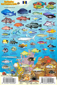 Barbados Reef Creatures Guide Franko Maps Laminated Fish