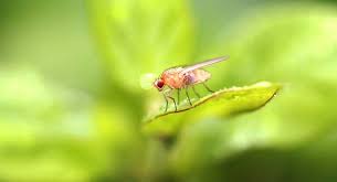 The fruit flies will fly in but will have a difficult time flying back out. How To Get Rid Of Fruit Flies 7 Tips