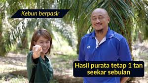Mematikan pokok sawit dengan injeksi atau suntik batang menggunakan bor adalah salah satu cara selain dengan mesin. Kebun Sawit Jenis Tanah Berpasir Hasil Purata 1 Tan Seekar Sebulan Ini 8 Teknik Yang En Yusni Guna Baja Sawit