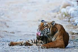 The tigers likely entered northern india from the eastern end of the himalayas, through burma, and started spreading throughout the area, before the lions likely entered northern india from balochistan or persia, and spread to places like the bengal and the nerbudda river. Lazy River Wall Art Fine Art America