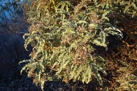 Image result for Rinorea ilicifolia