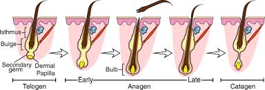 The whole cycle lasts for a few years for each of your hair strands on the scalp. The Hair Growth Cycle Hair Follicles Transition Through Periods Of Download Scientific Diagram