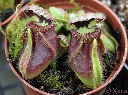 The leaves and traps of dionaea 'bimbo' are among the largest of all venus flytrap cultivars. A Giant Venus Fly Trap Fly Traps Venus Fly Trap Carnivorous Plants