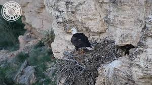 Origin, description, photos, diet and breeding. Bald Eagles In Arizona Lay An Egg In Nest Near Lake Pleasant