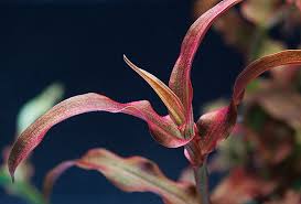 Image result for Murdannia tenuissima