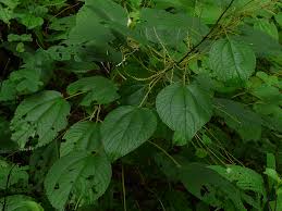 Image result for Boehmeria macrophylla