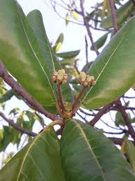 Image result for Guettarda