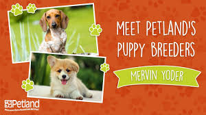 View our wide variety of available puppies for sale at petland chillicothe in ohio! Petland Kennesaw Cares Petland Kennesaw