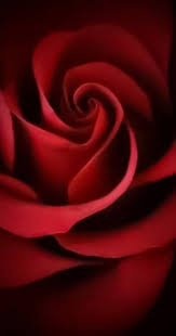 We did not find results for: 42 Ideas For Photography Ideen Blumen Beautiful Rose Flowers Beautiful Red Roses Beautiful Roses