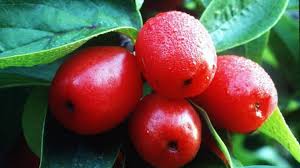 Kornelkirschen enthalten viel Vitamin C | Aachener Zeitung