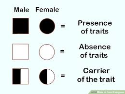 3 Ways To Read Pedigrees Wikihow