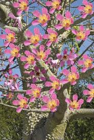 Flowering trees, in particular, have high aesthetic value. What Is A Toborochi Tree Learn About Toborichi Tree Growing