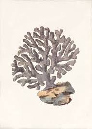 Coral Art Print Violaceous Millepore Beach By 1001treasures Coral Art Print Coral Reef Drawing Sea Life Art