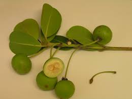 Image result for Mimusops afra