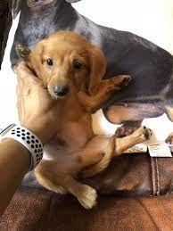 Below is a sample search of our dachshund breeders with puppies for sale. Dachshund Puppies For Sale Raleigh Nc 277767 Petzlover