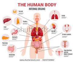 stock vector human body internal organs schema flat