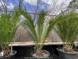 Image result for Cycas revoluta