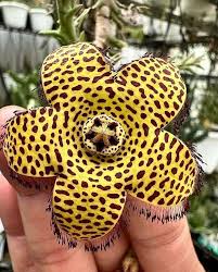 Image result for Orbea maculata