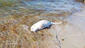 Er wird bis knapp 180 zentimeter groß. Ungewohnlicher Fund Urlauber Entdecken Gestrandeten Schweinswal In Zingst Nordkurier De