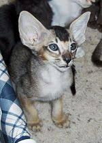 This cat breed basically has the long slender stylized body form of the siamese cat, but without its pointed pattern. Oriental Shorthair Wikipedia